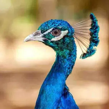 Chalet Bois Jacuzzi *