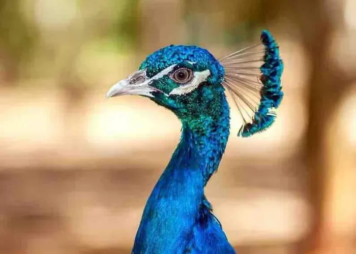 Σαλέ Bois Jacuzzi *